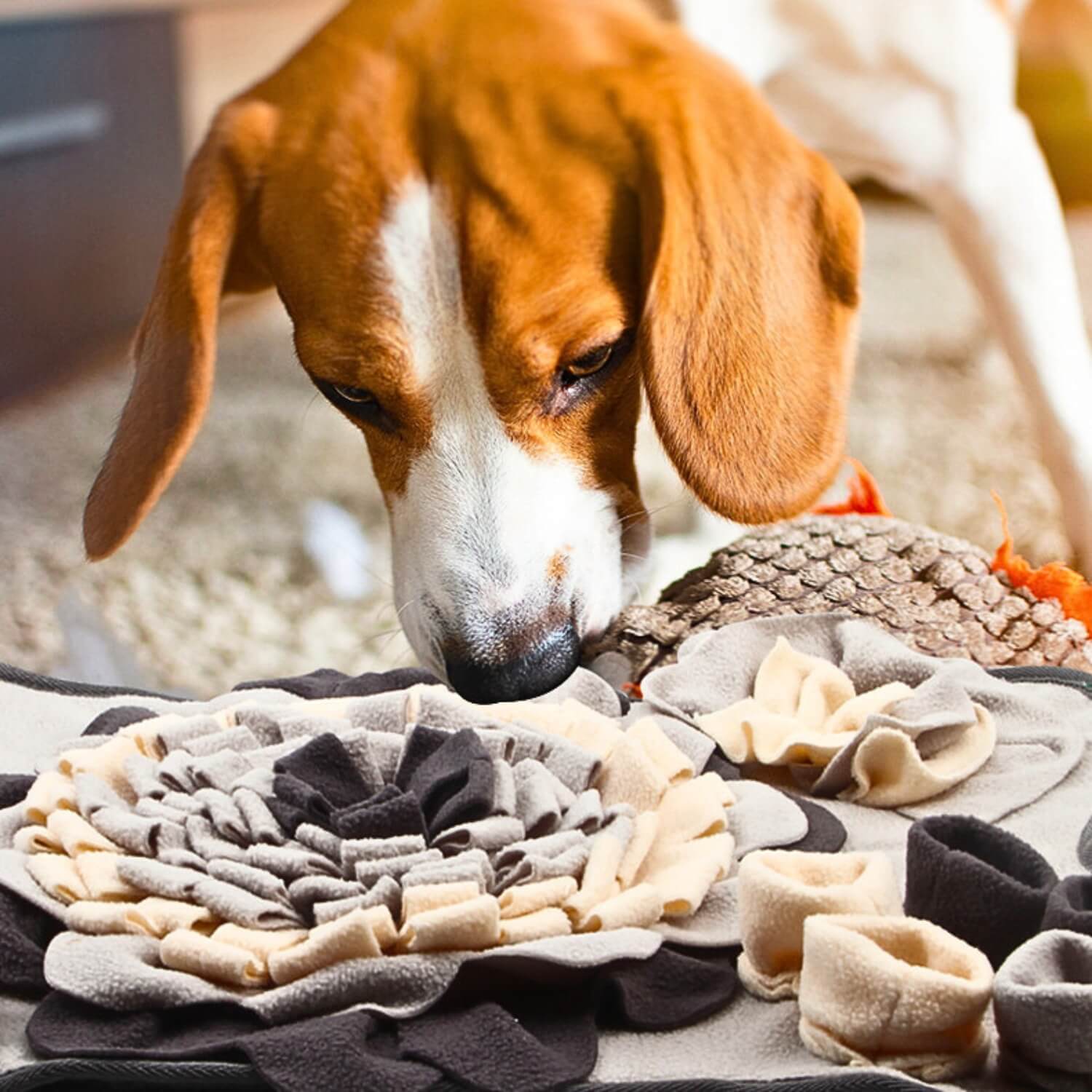 botvormig snuffelkleed beagle nosework